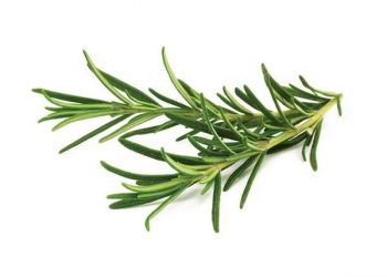 rosemary-350x250